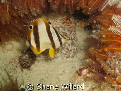 Butterfly Fish in an underwater frame!, shot with my firs... by Shane Willard 